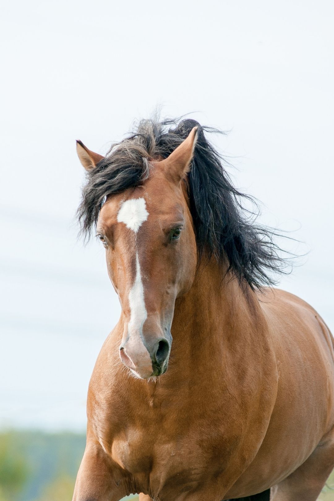 A brown mustang horse with a white star on its forehead