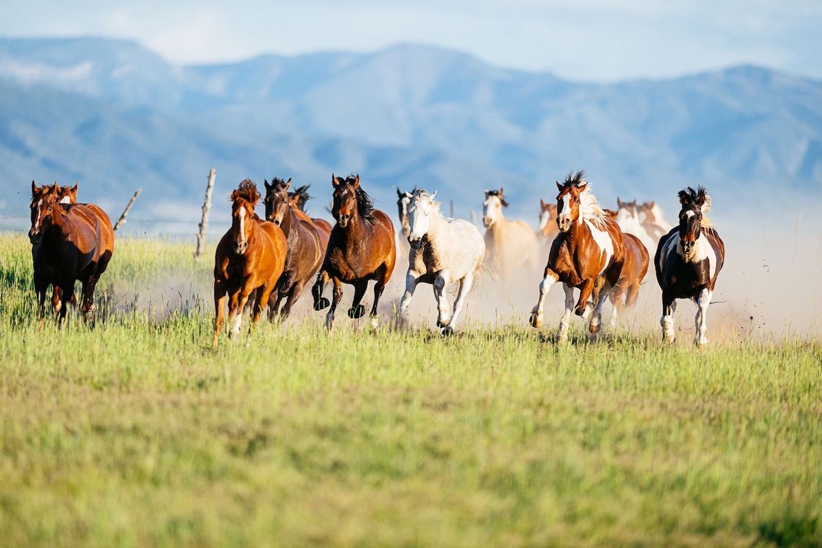 Mustang horses galloping in a field with mountains in the background