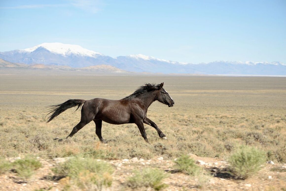 A mustang horse galloping across the plains