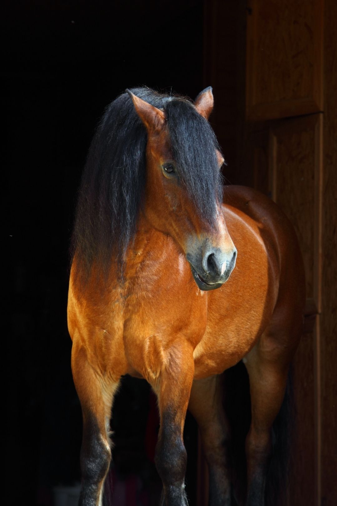 Bay Paso Fino horse with black legs and mane