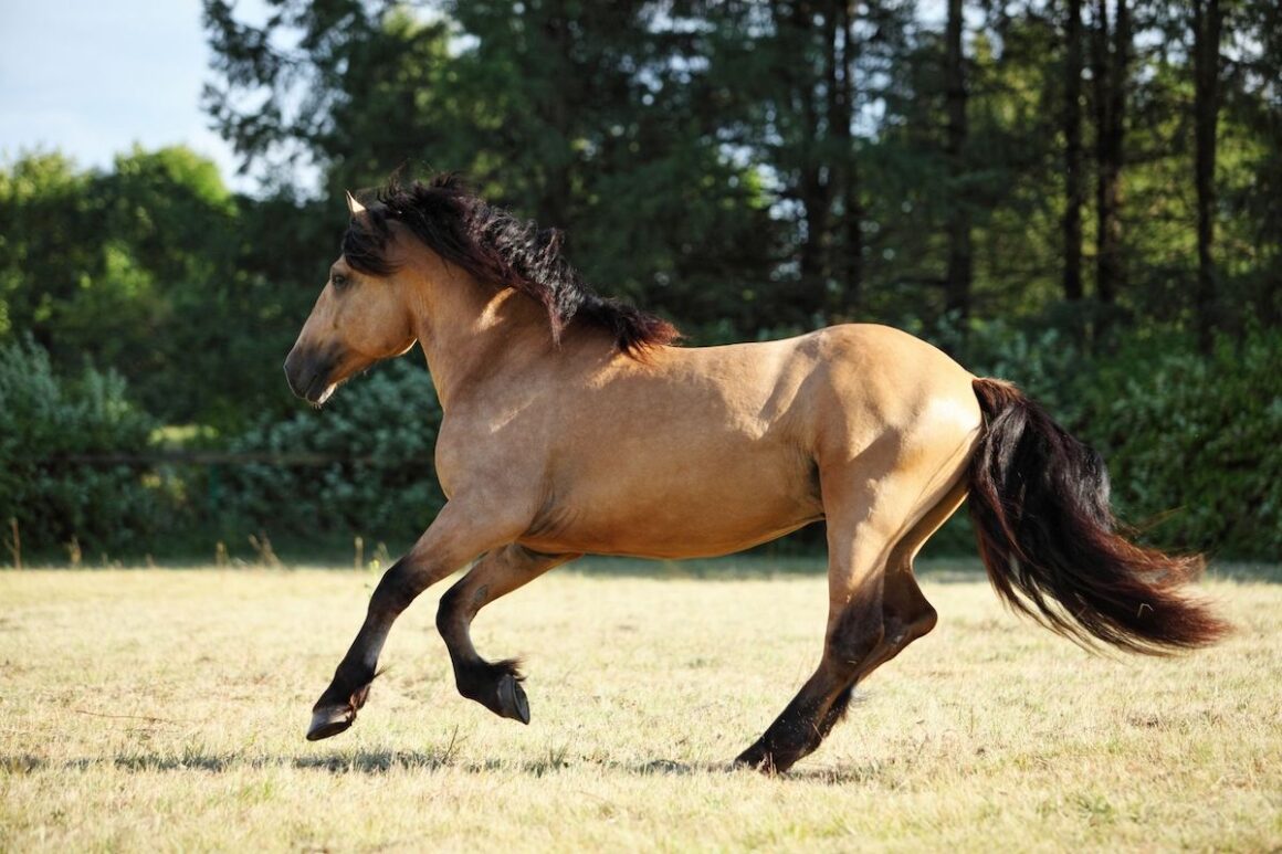 Buckskin Paso Fino horse galloping in a field