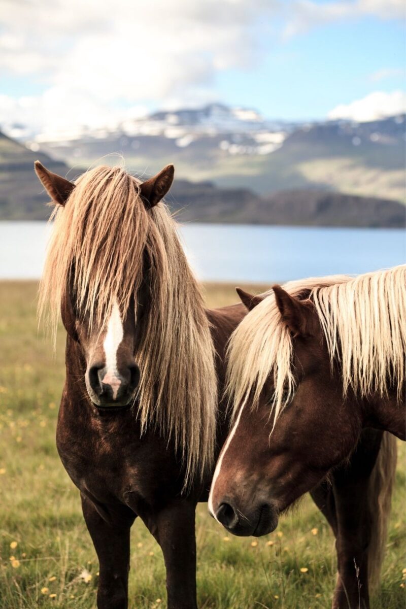 Two Icelandic horses in a meadow near a lake