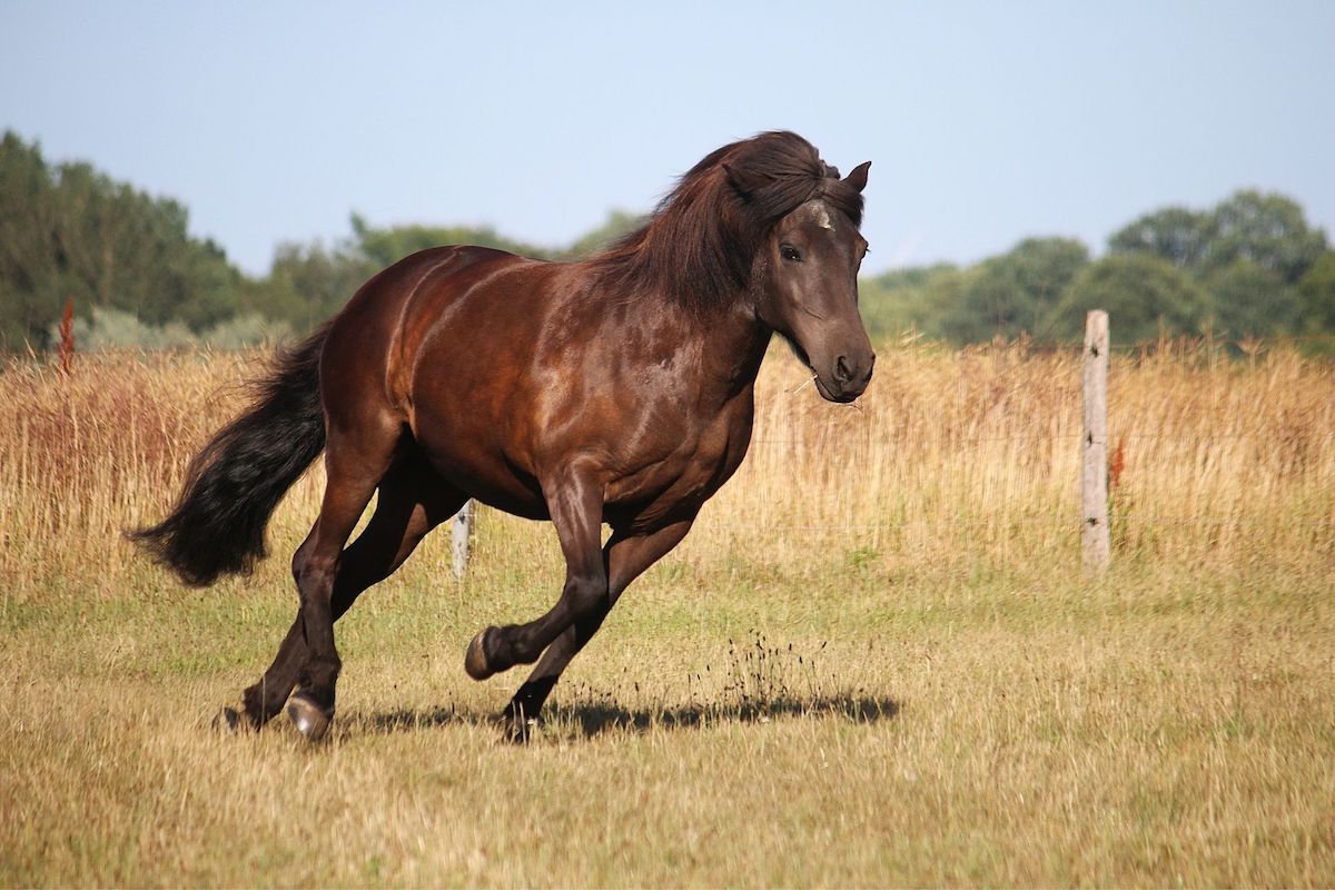 An icelandic horse galloping in a field