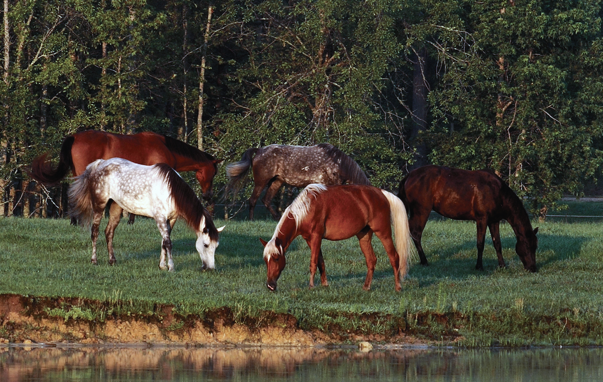 TN walking horses in a field grazing