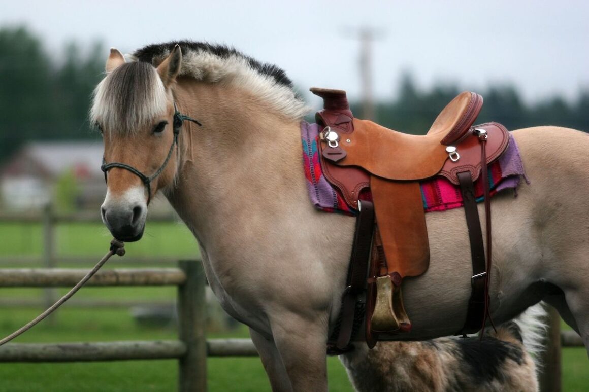 Fjord horse wearing a saddle in a field