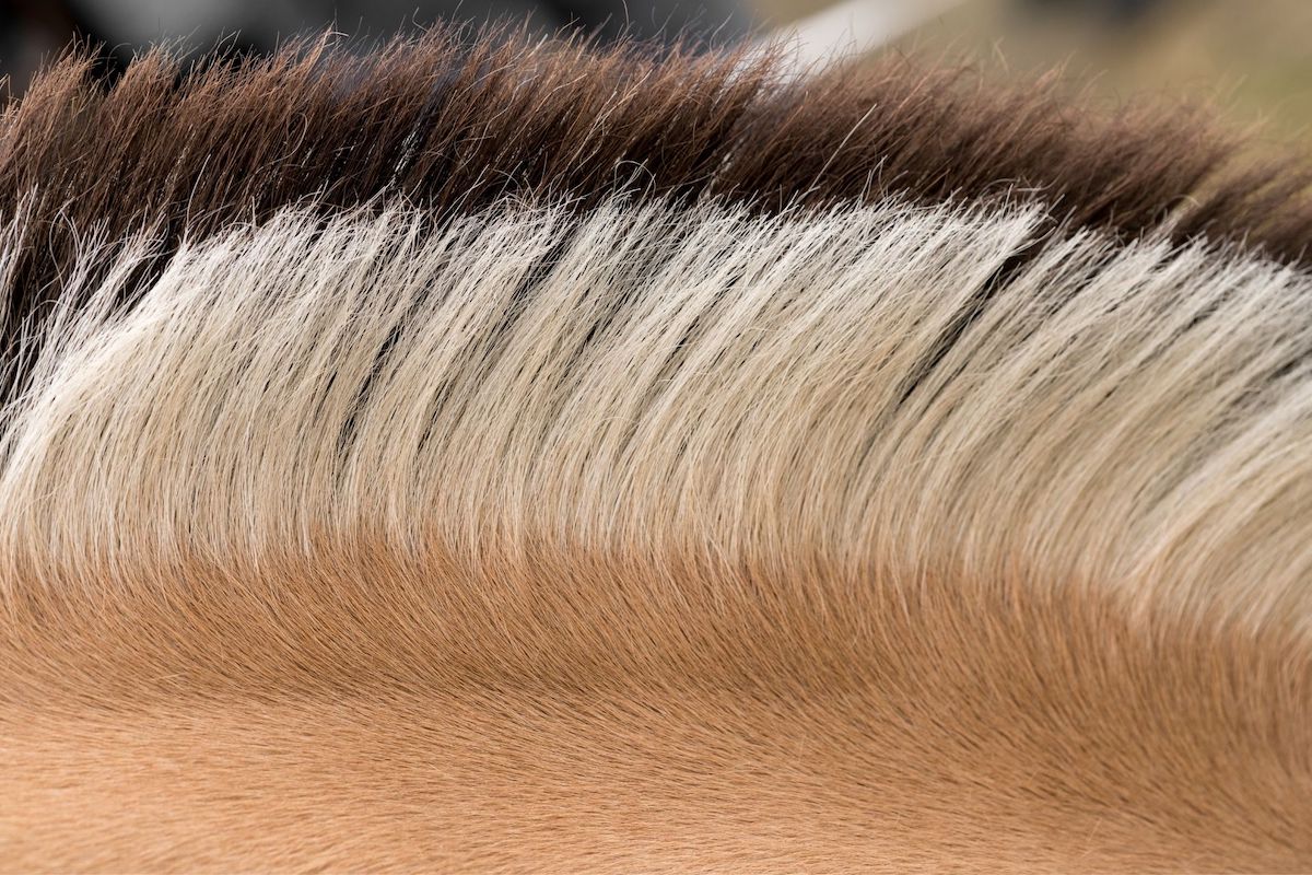 Close up of the mane of a Fjord horse