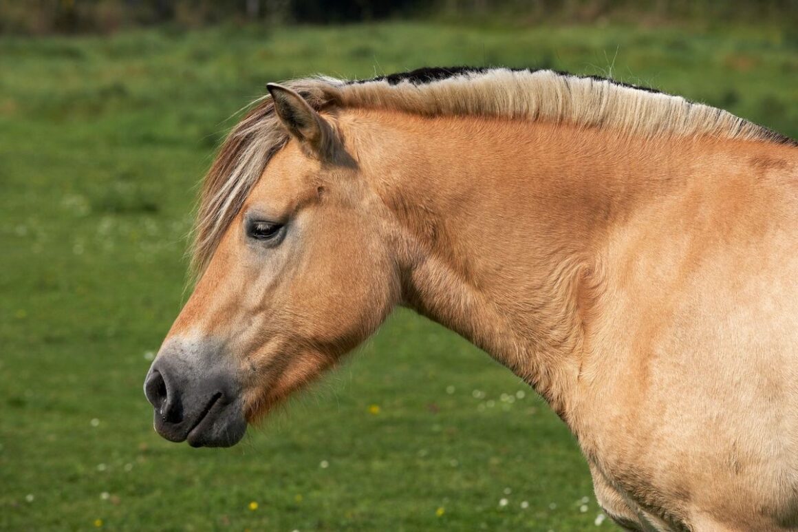 Head and neck view of a Fjord horse
