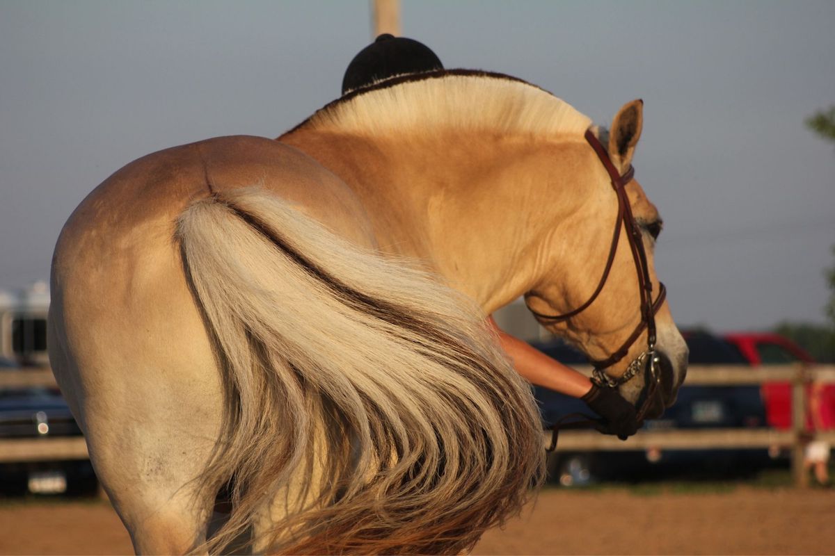 View of a Fjord horse's tail
