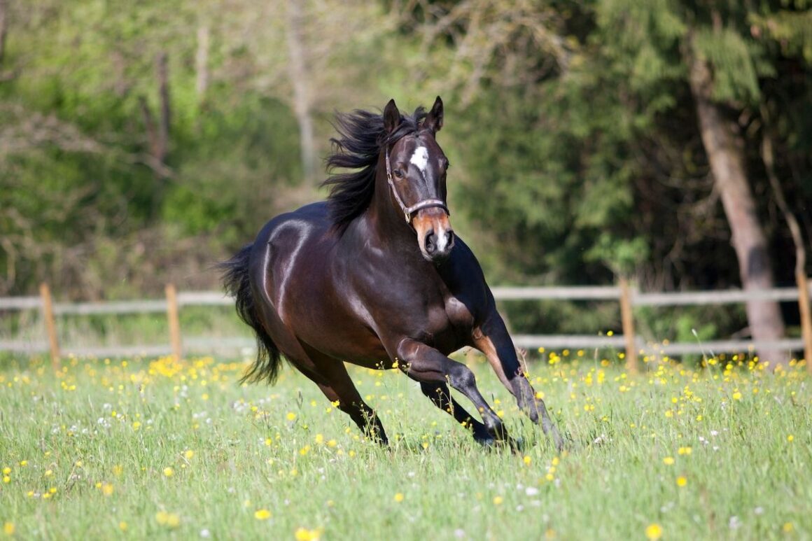 Black quarter horse running in a field