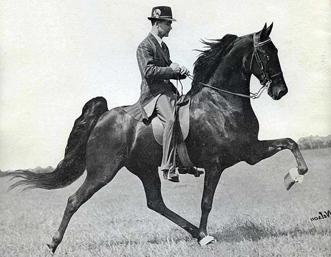 Black and white photo of a man riding a TN walking horse