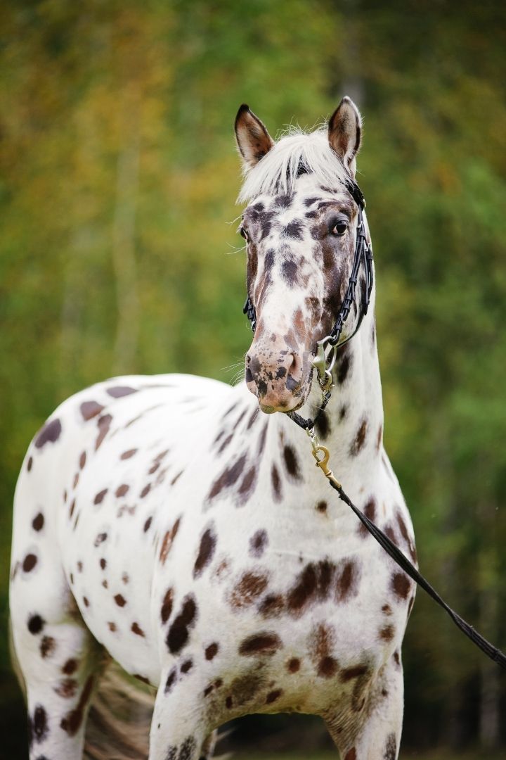 Black and white appaloosa horse