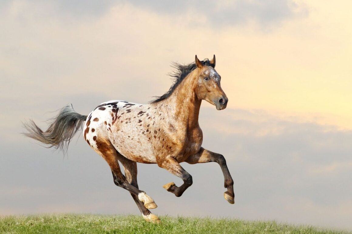 Brown, white and black appaloosa horse