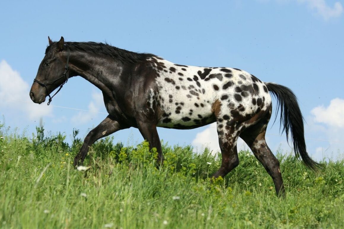 Black and white appaloosa horse