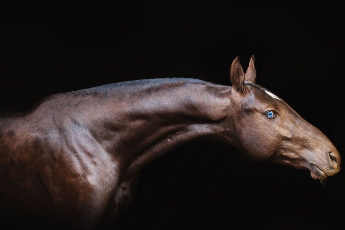 The neck and head of a brown Akhal Teke horse
