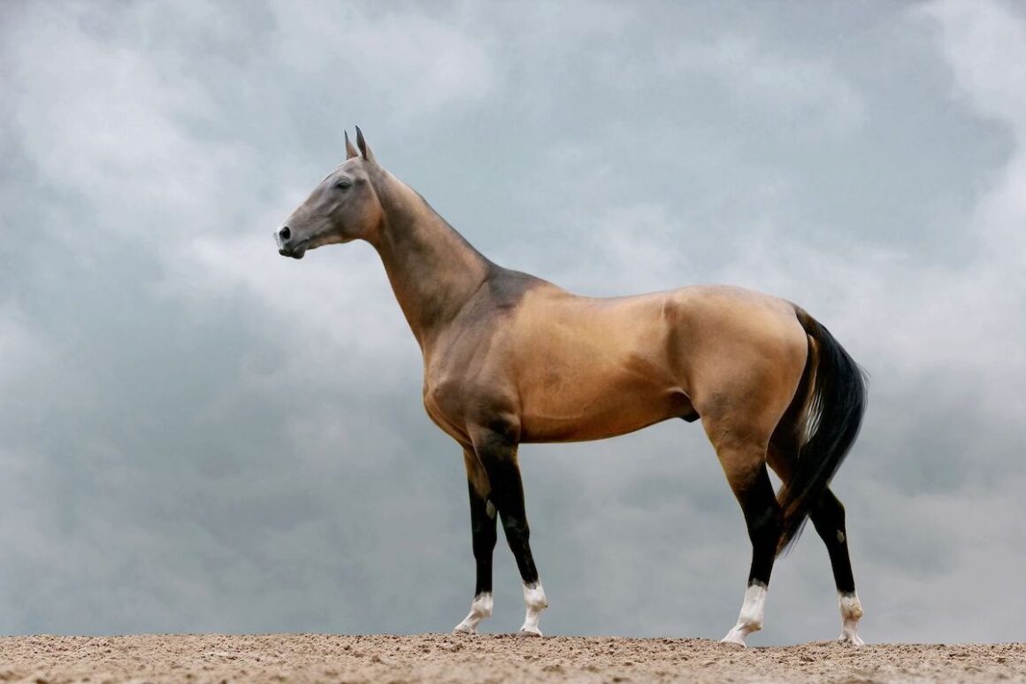 Brown and black Akhal Teke horse standing in a field