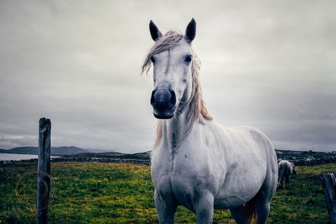 Grey Connemara pony