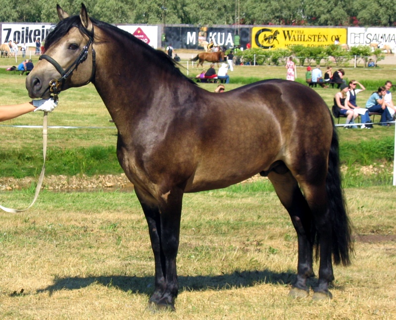 Buckskin Connemara stallion standing in a field