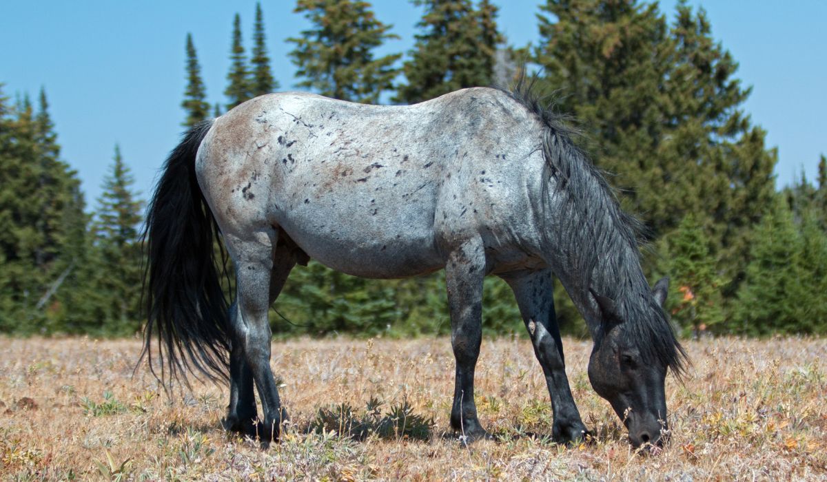 Blue roan horse grazing in a field