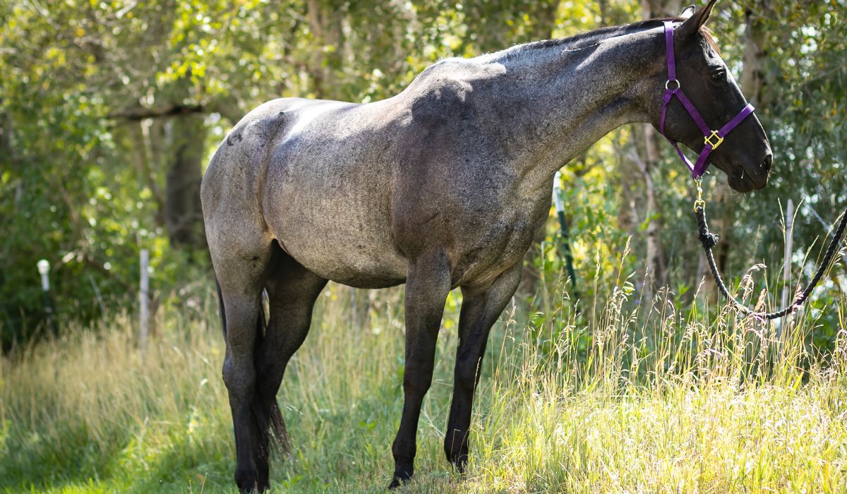 Blue roan horse in a field