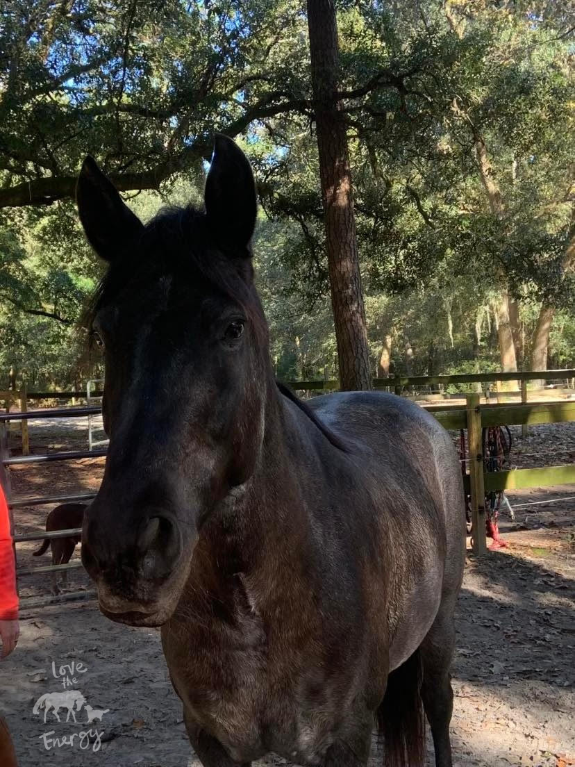 Blue Roan Azteca horse in a field