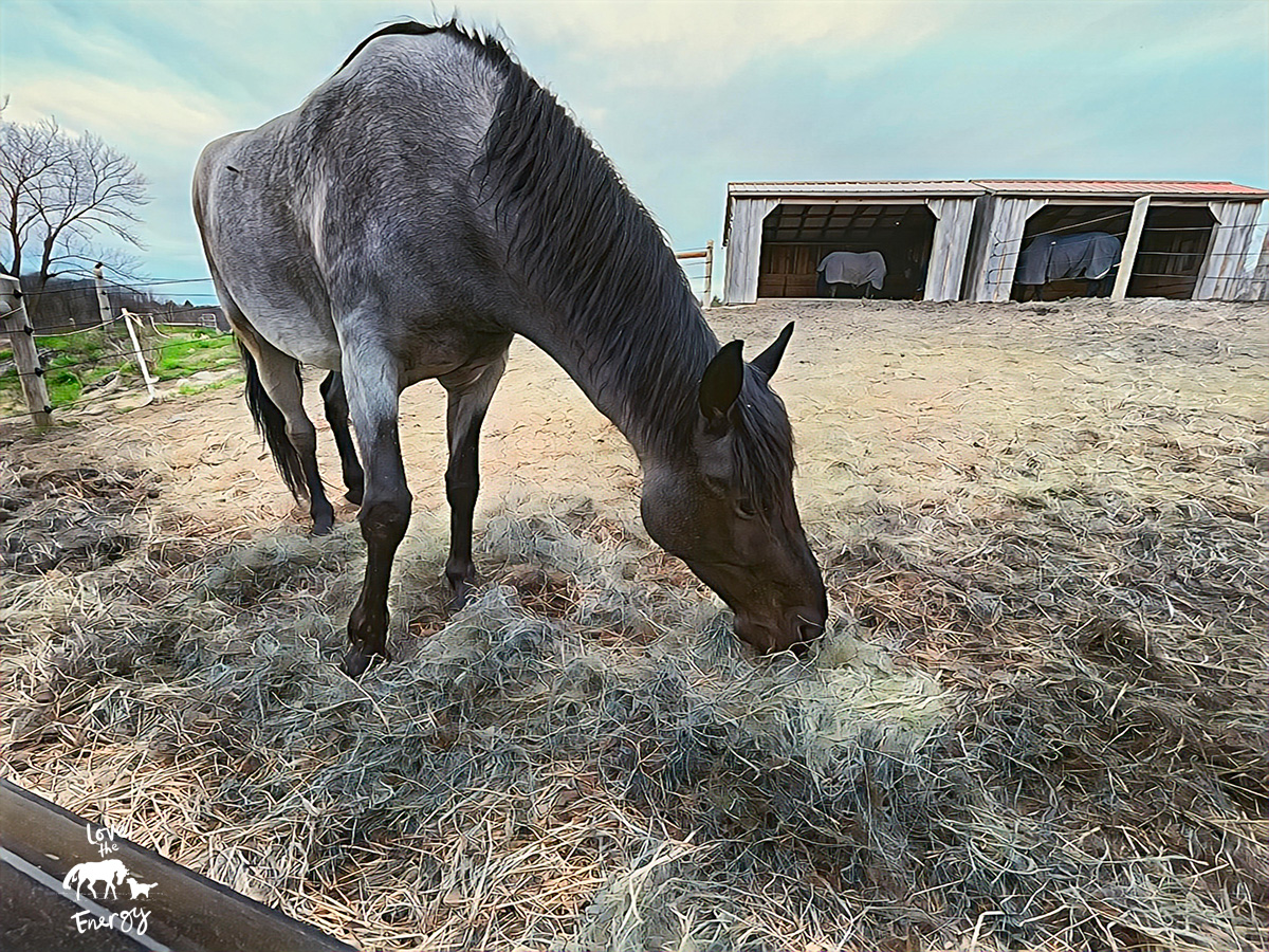 Blue roan horse eating hay