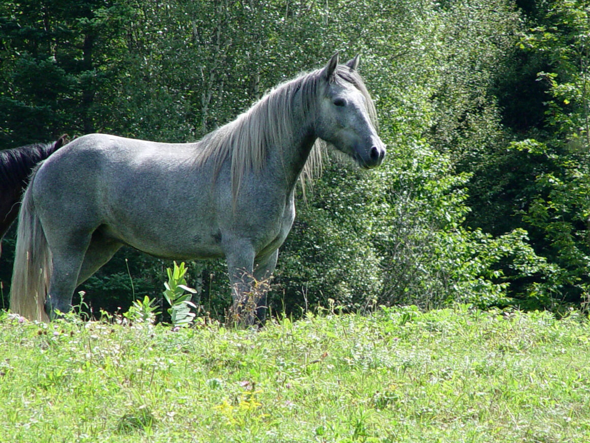 Grey dale pony standing in a field