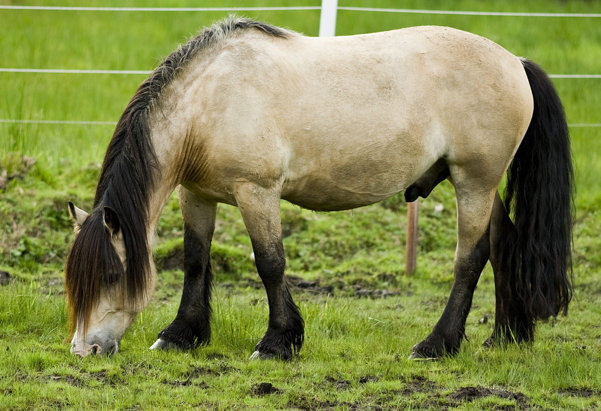 Buckskin Dole Gudbrandsdal