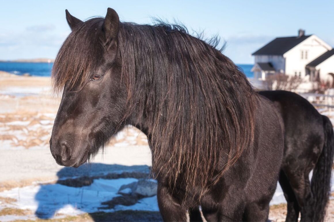 Dark brown Dole Gudbrandsdal horse