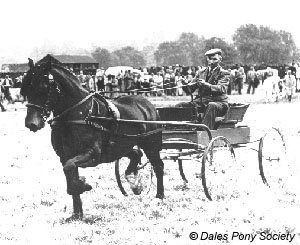 Black and white photo of a dale pony pulling a cart