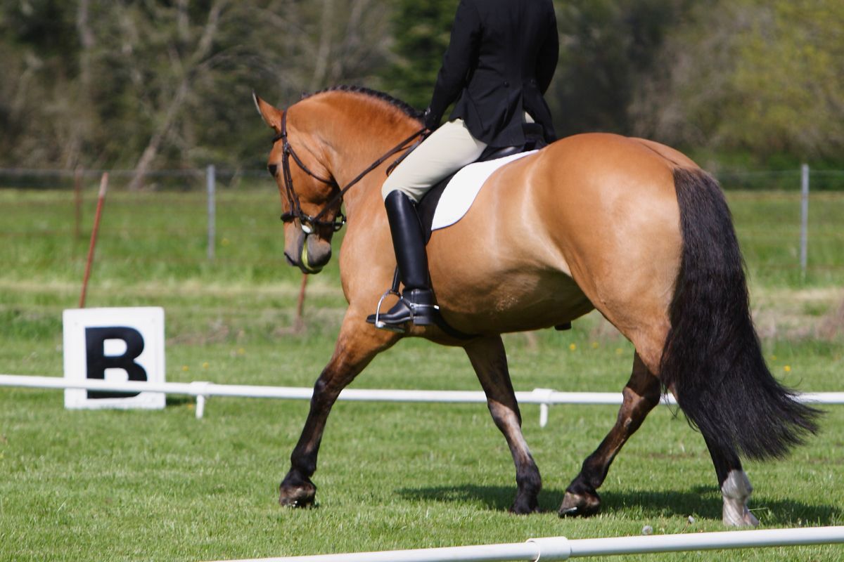 Dressage rider on a horse doing a dressage test