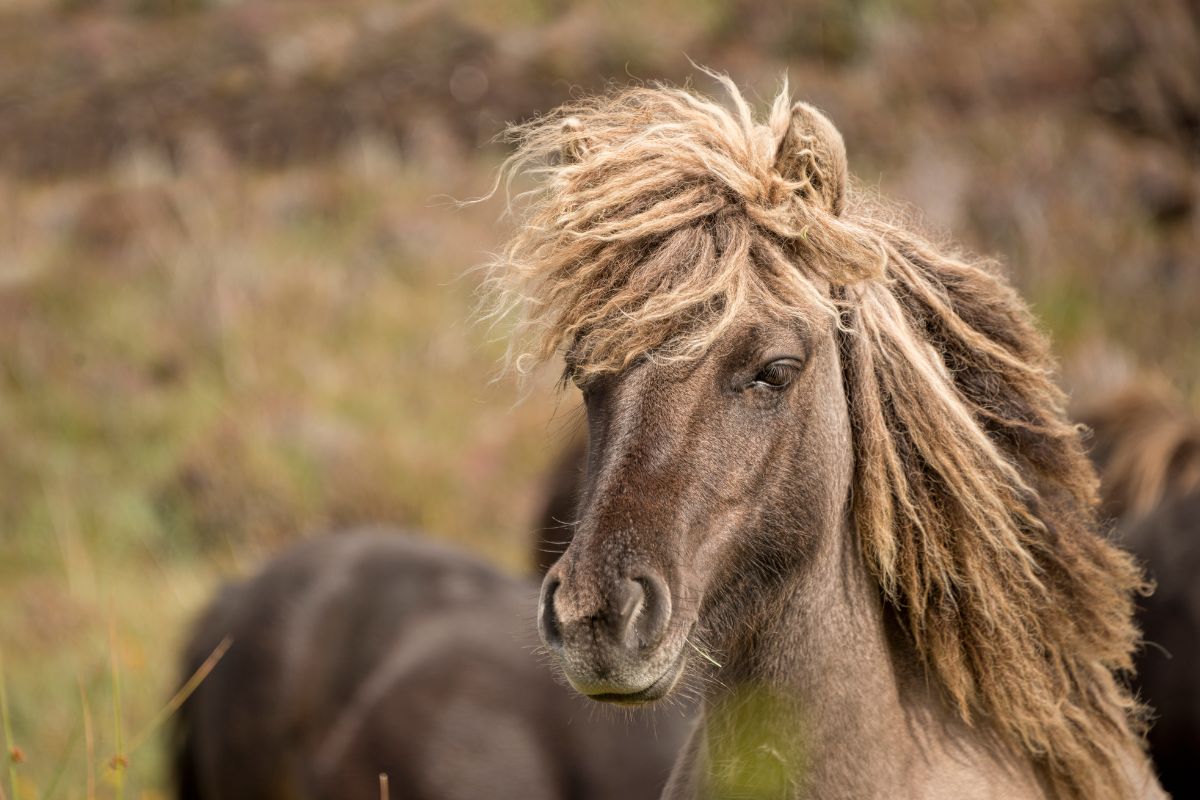Shetland Pony in a field with wind blowing in mane