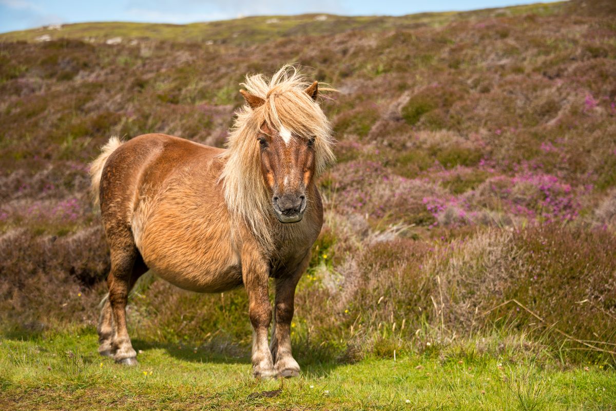 Chestnut shetland pony standing in a field