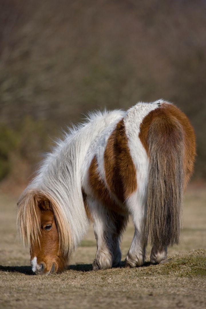 Brown and white shetland pony grazing