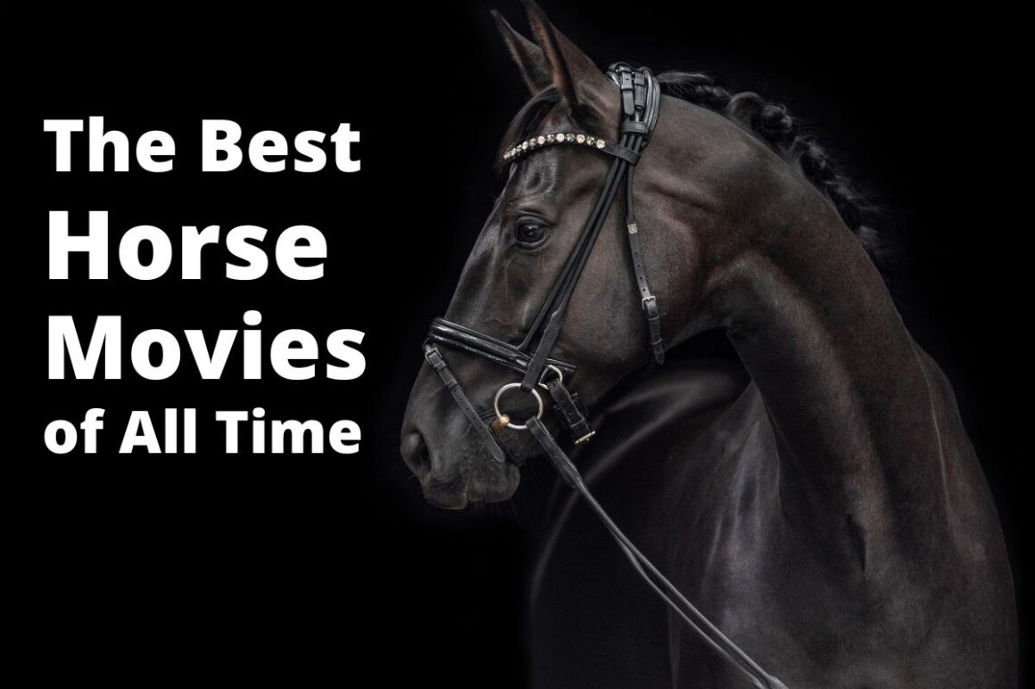 A black horse looks at text that says The Best Horse Movies of All Time