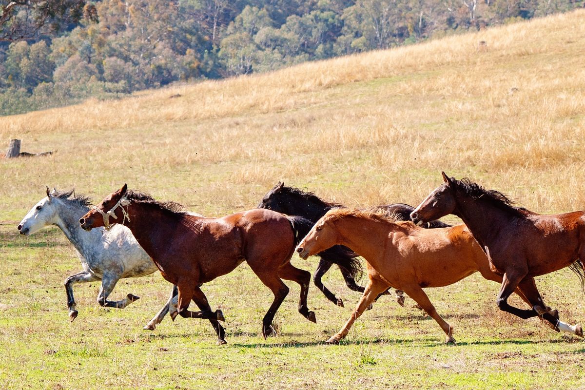 Horses in many colors galloping in a field