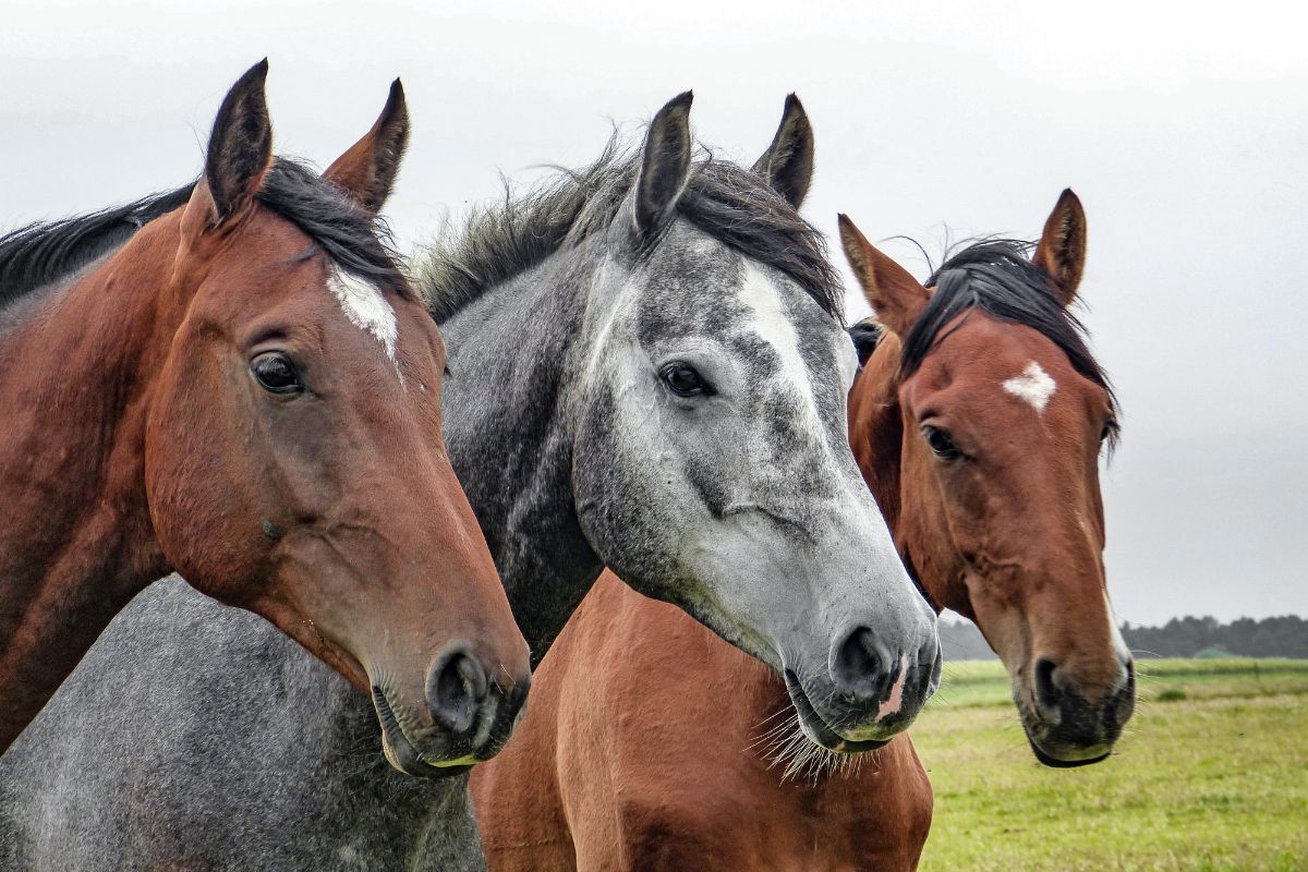 Three horses, two brown and one grey