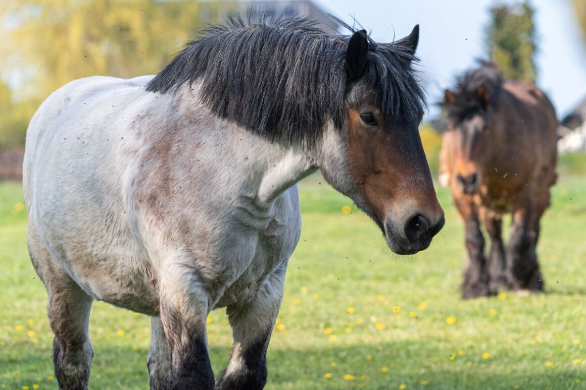 Blue roan and bay ardennes horses