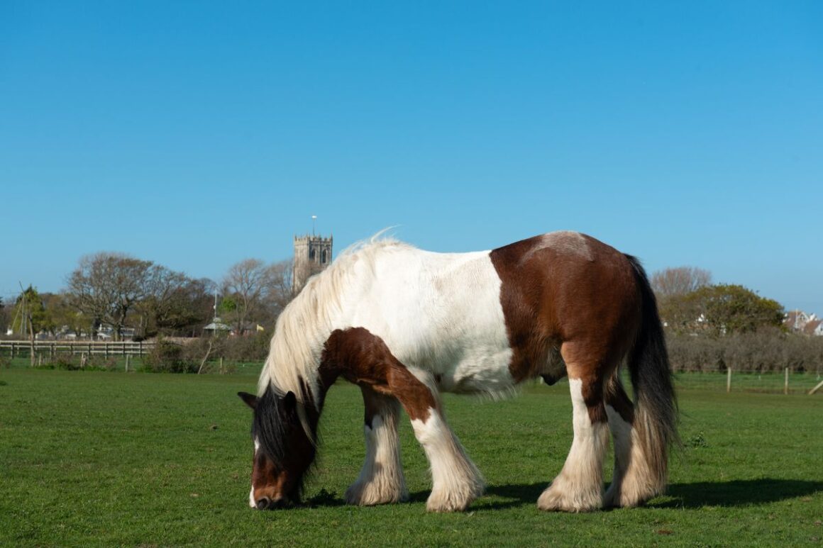 White and brown ardennes horse grazing