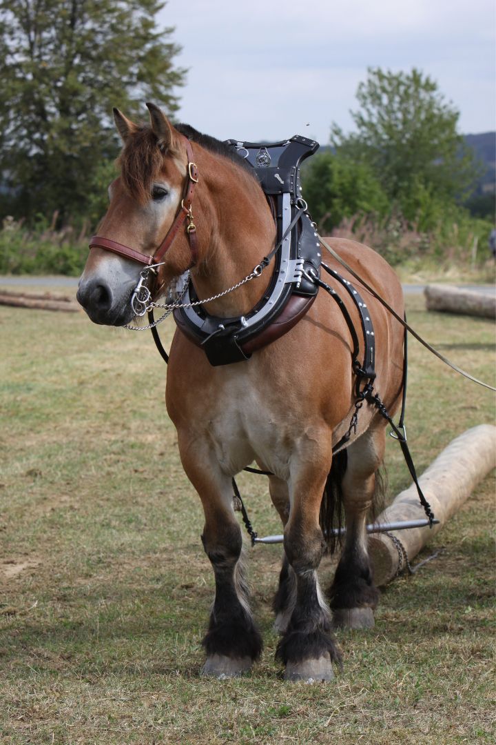 Bay ardennes horse pulling logs