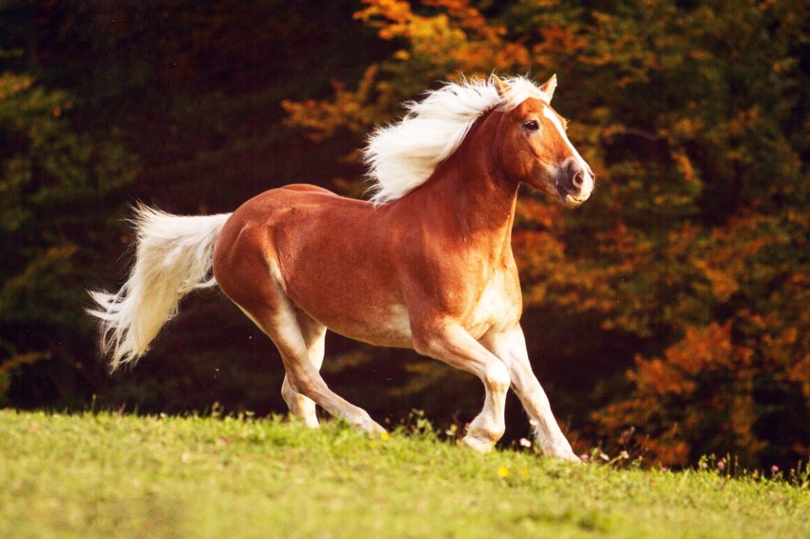 Haflinger horse running in a field