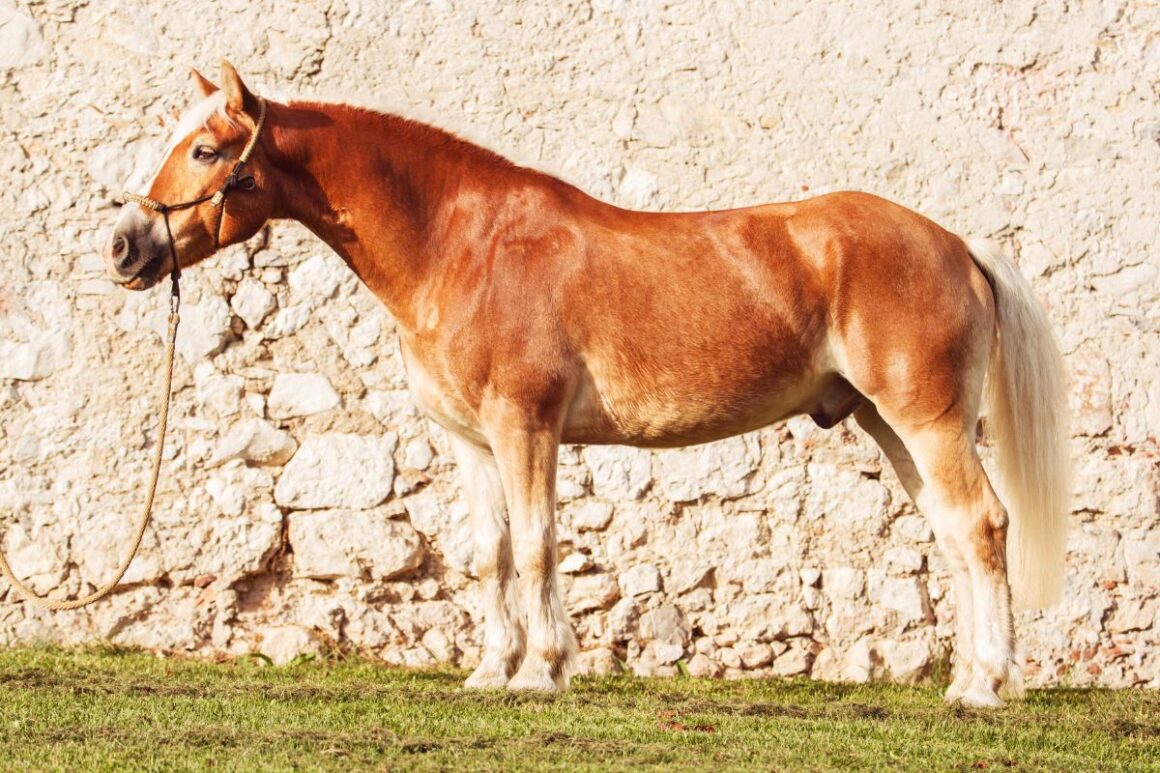 Haflinger horse standing in front of a wall
