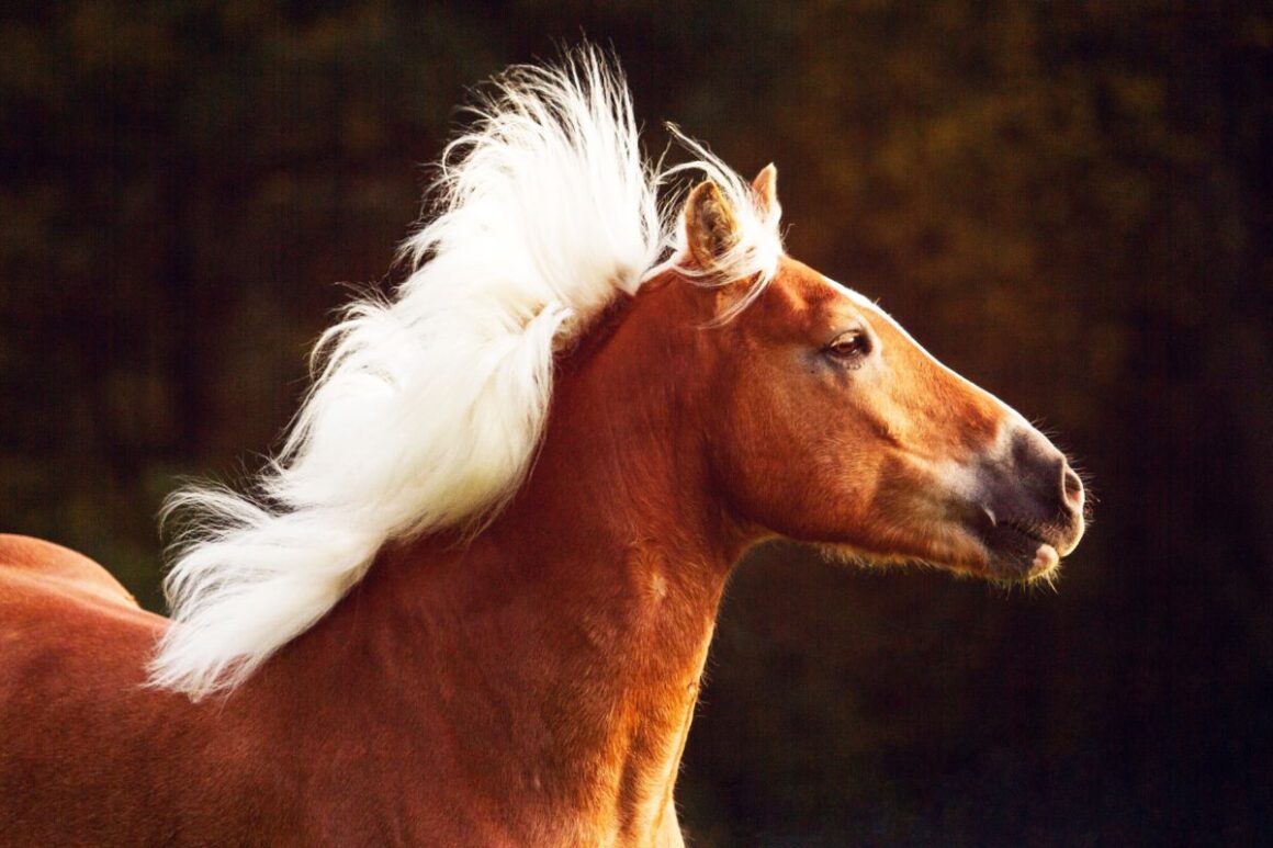 A Haflinger horse running with mane in the wind