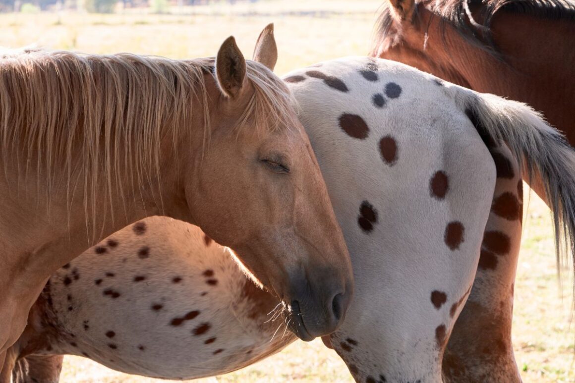 A horse sleeping while standing