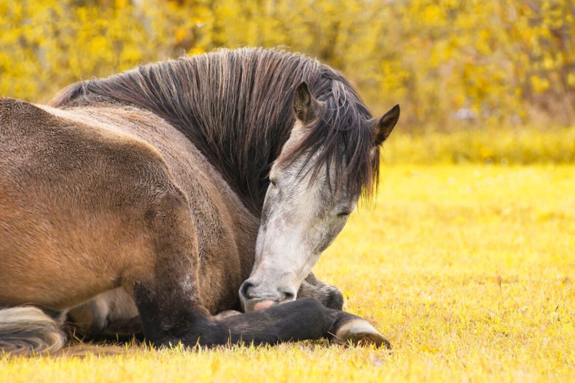 A blue roan horse sleeping in a field