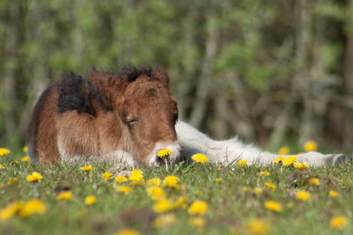 Baby horse sleeping in a field