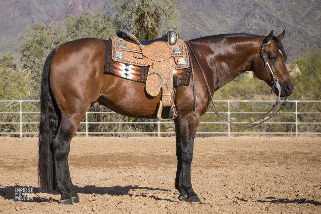 Bay stallion with western tack