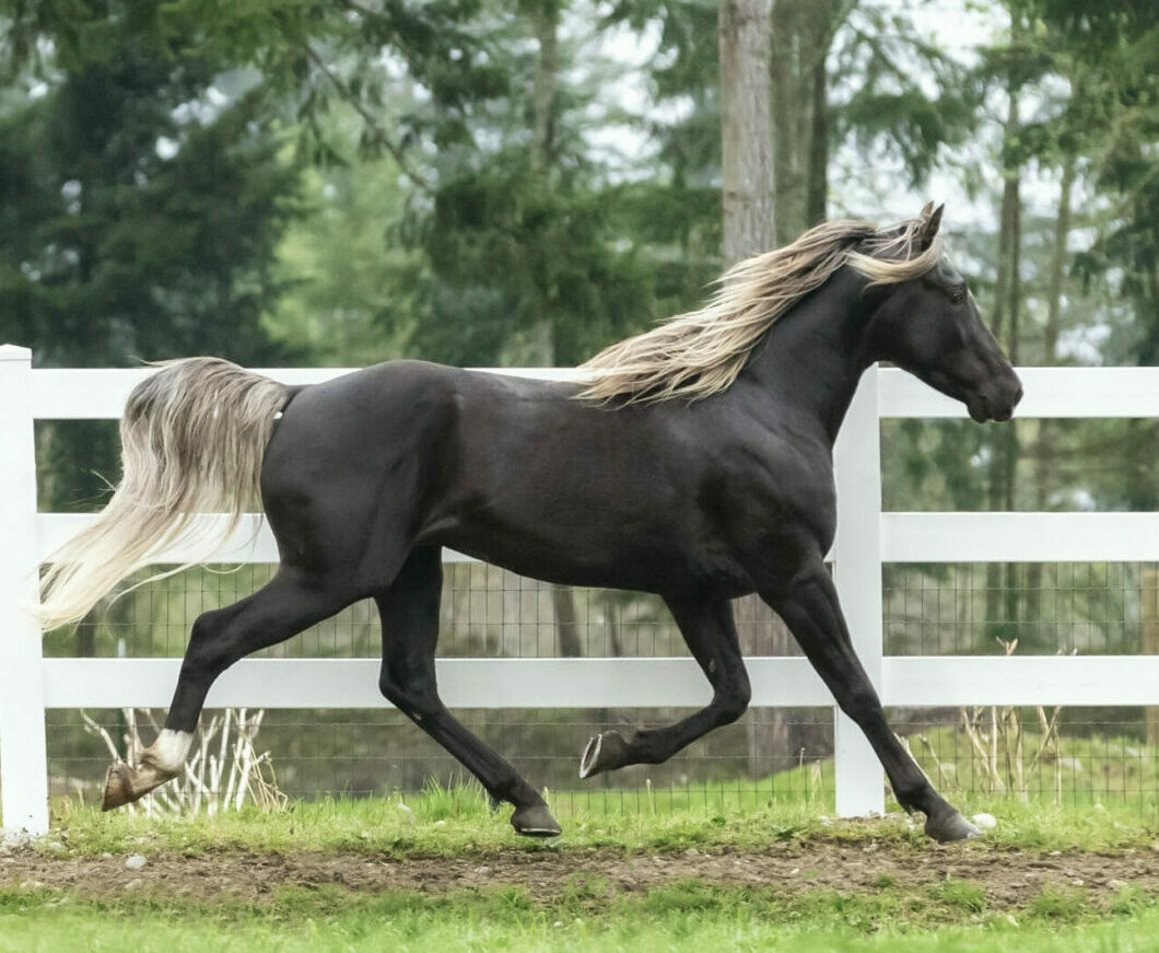 A brown horse with flaxen mane trotting