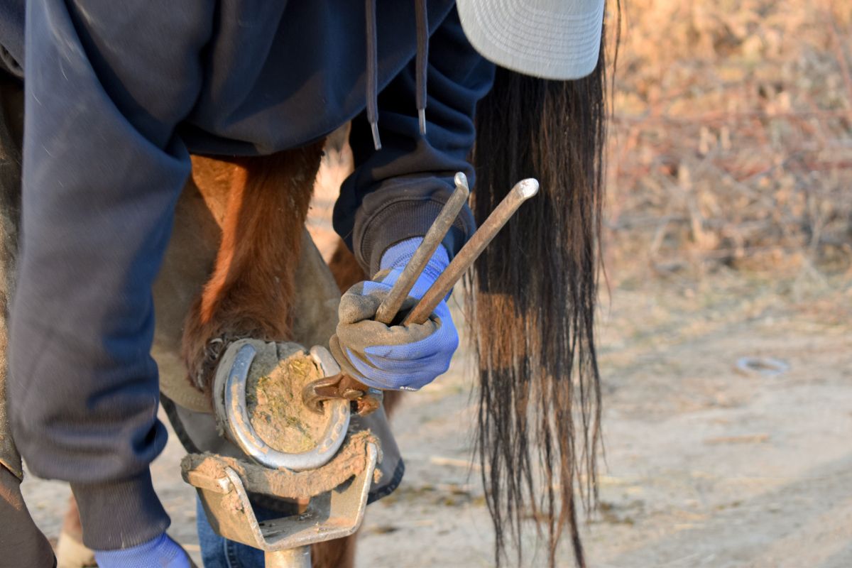 A farrier working on shoeing a horse