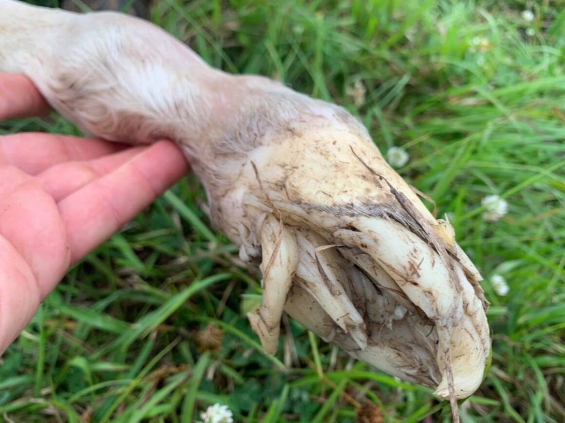 Hand holding a baby horse hoof
