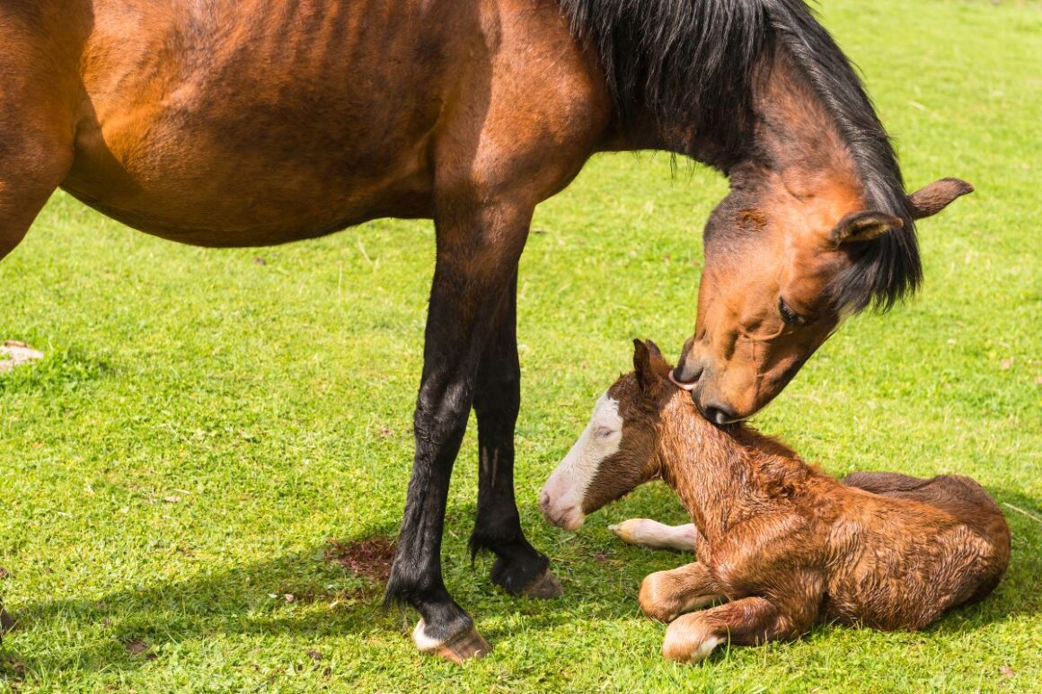 A brown baby horse and its mother